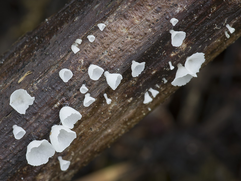 Calyptella capula